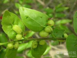 黄花治什么病最好 黄花稔治痔疮的用法