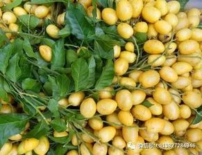 黄皮干泡水喝有什么功能 黄皮干泡蜂蜜功效