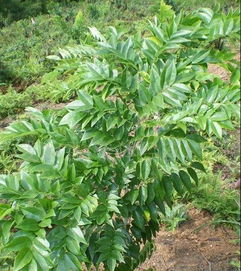 黄花梨树几年成材 十年树龄的黄花梨售价