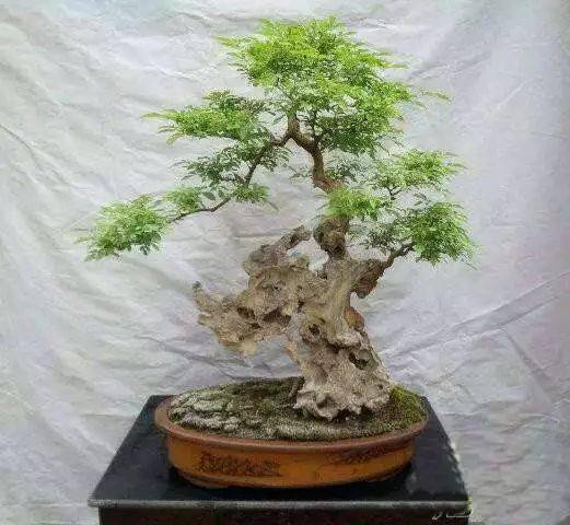 黄荆盆景怎么养 黄荆盆景如何辨别真假