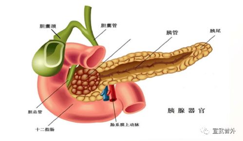 黄连主要功能治哪些病 黄连对男性性功能的效果怎么样