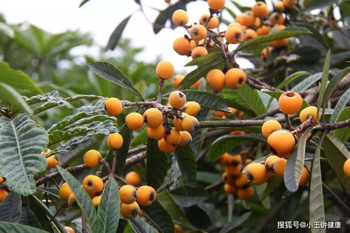黄金果的药用功效 黄金果治什么病