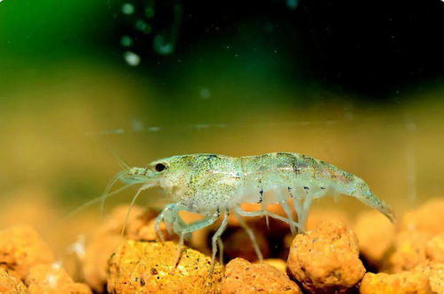 黑壳虾抱卵要单独养吗 黑壳虾吃自己孵的小虾吗