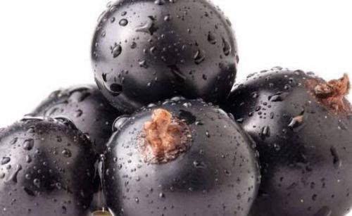 黑加仑的八大好处 黑加仑一天吃多少颗最佳