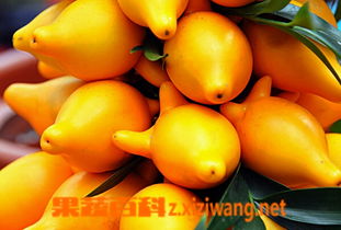 黄金果有几种 黄金果图片大全大图