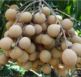 龙眼是上火还是下火的 一天吃10个龙眼会上火吗