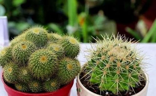 龙王丸仙人球 龙王球左旋好还是右旋好