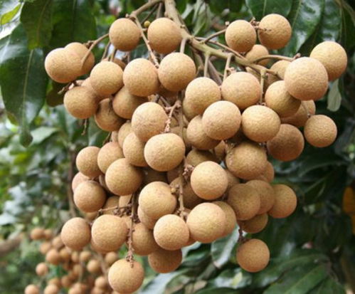 龙眼一次最多吃几个 龙眼一天吃了60个