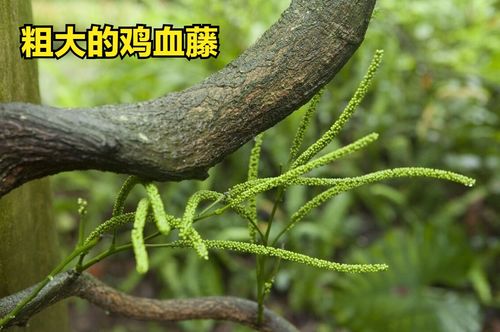 龙爪捣烂外敷治疗什么 龙爪能治皮肤病吗