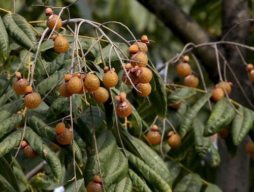 龙眼季节是几月到几月 龙眼几月是旺季
