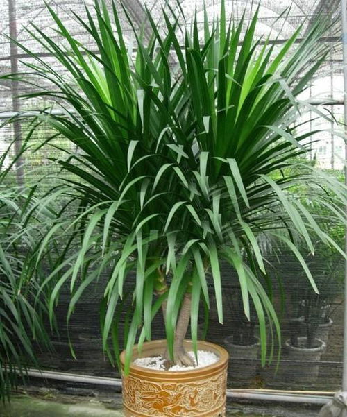 龙血树什么属相的人养着最好 龙须树三种人不能养