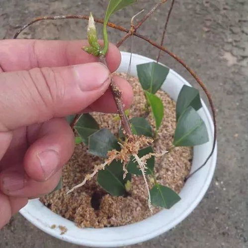 龙骨扦插多久生根发芽 剪下来的龙骨怎么生根