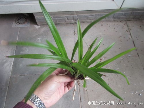 龙血树去头方法 龙血树断头生芽视频