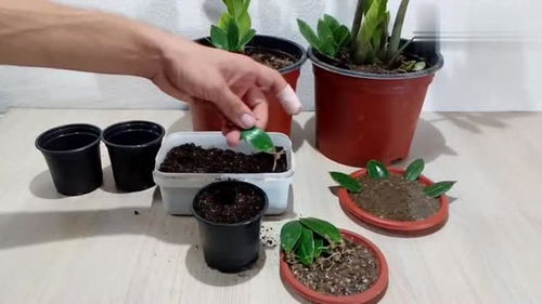 龙须树砍下来的怎么生根 龙须树繁殖与栽培技术