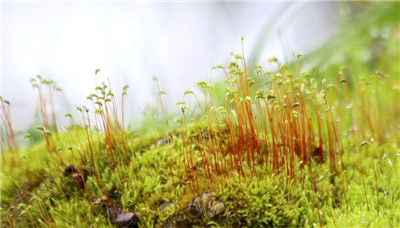 樱桃树种植的正确方法