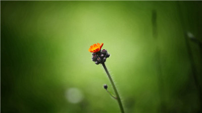 立秋几天种芹菜白菜