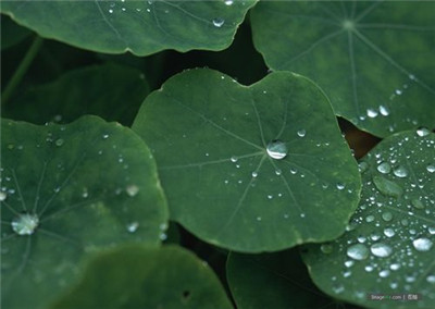 芙蓉菊能活多久