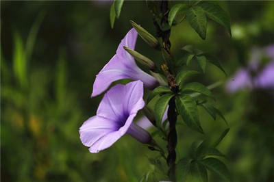 煎牛排可以用山茶油吗