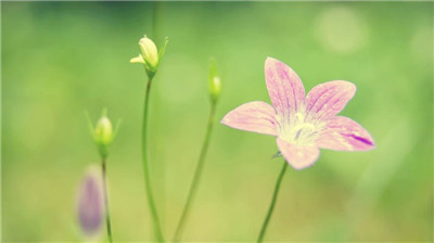 鸢尾花花期多久时间