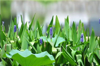 在北方盆栽桂花怎么养