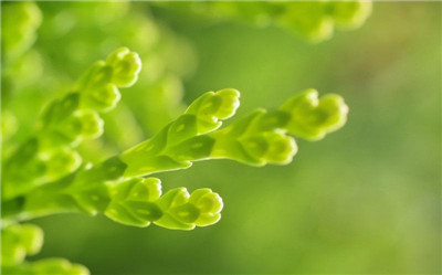 什么植物有螺旋藻